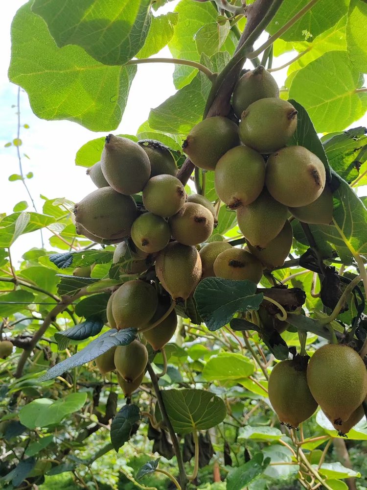 云南高原有机鸭嘴猕猴桃 露天种植 无任何化学农药、化肥、化学激素