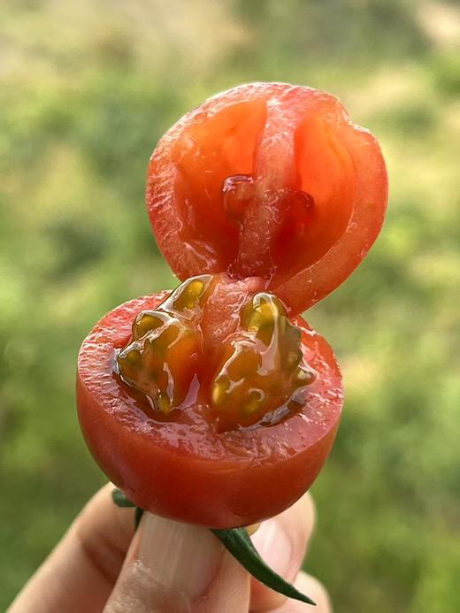 干热河谷露天有机小番茄1.5斤/3斤装  产地：云南丽江【基地直发】 商品图1
