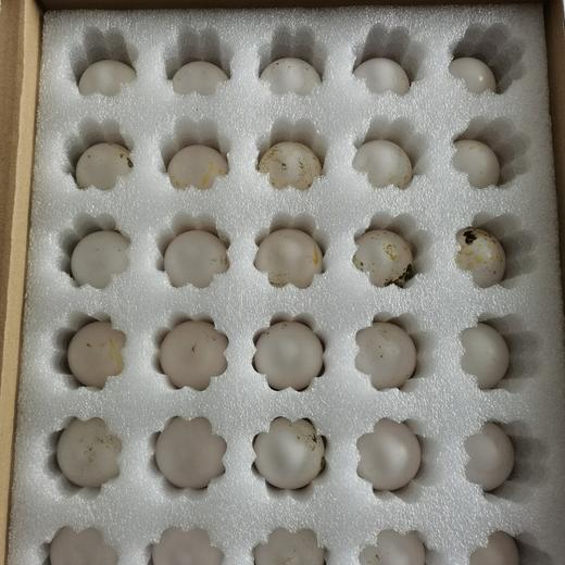 【顺丰空运】新疆喀什鸽子蛋 杂粮喂养 农家特产 白鸽蛋信鸽蛋 孕妇宝宝礼盒装AWJM 商品图2