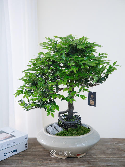 小叶紫檀 商品图0