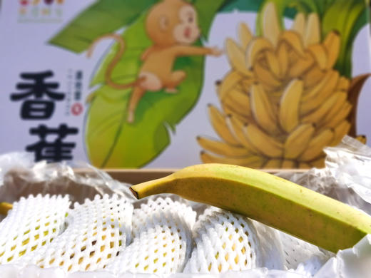 【高州遁地雷香蕉】软糯香甜，有小时候的味道 商品图4