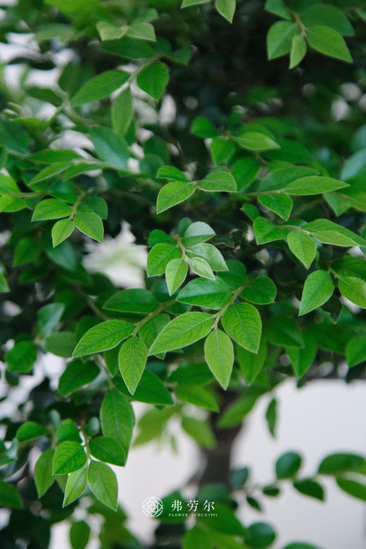 小叶紫檀 商品图2