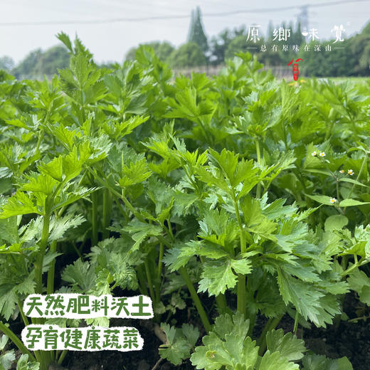 生态露天西芹【农场直发-顺丰包邮】| 3斤，5斤/箱，成都郫都区基地，【原乡农场，自产自销】 商品图8