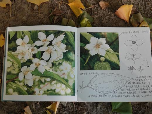 博物自然观察笔记 商品图2