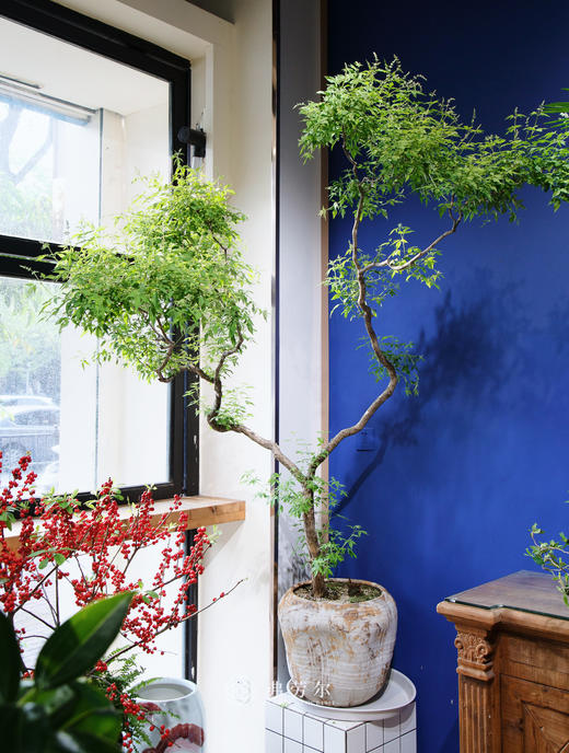 造型海岛黄荆 商品图0