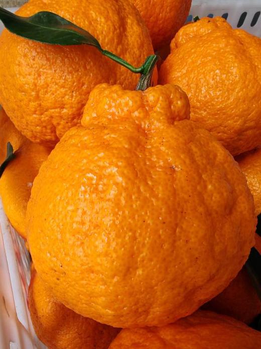 生态丹棱不知火丑柑 5斤【基地直发】 商品图1