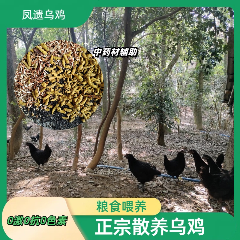凤遗乌鸡4斤左右/只   土生散养乌鸡  肉质紧实  药食同源中药材辅助粮食喂养