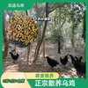 凤遗乌鸡4斤左右/只   土生散养乌鸡  肉质紧实  药食同源中药材辅助粮食喂养 商品缩略图0