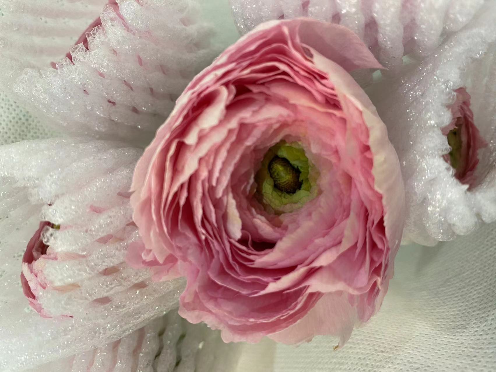 配花 | 成功洋牡丹樱花粉