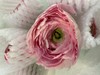 配花 | 成功洋牡丹樱花粉 商品缩略图0