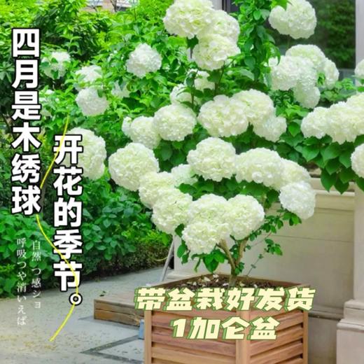 3盆欧洲木绣球 | 新客福利 商品图1