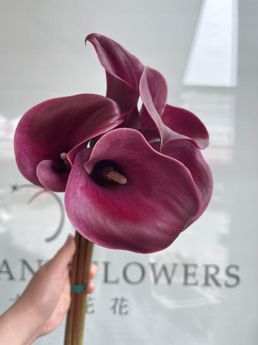 国产花材-【马蹄莲】红色魅力 商品图1