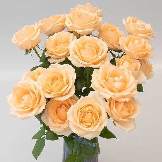 新鲜鲜花 香槟玫瑰鲜切花  10支（可备注送货时间） 商品图1