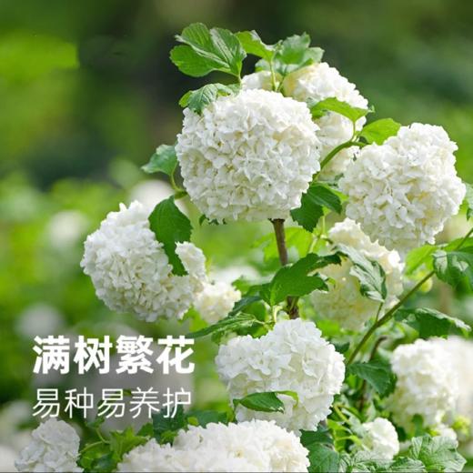 3盆欧洲木绣球 | 新客福利 商品图0