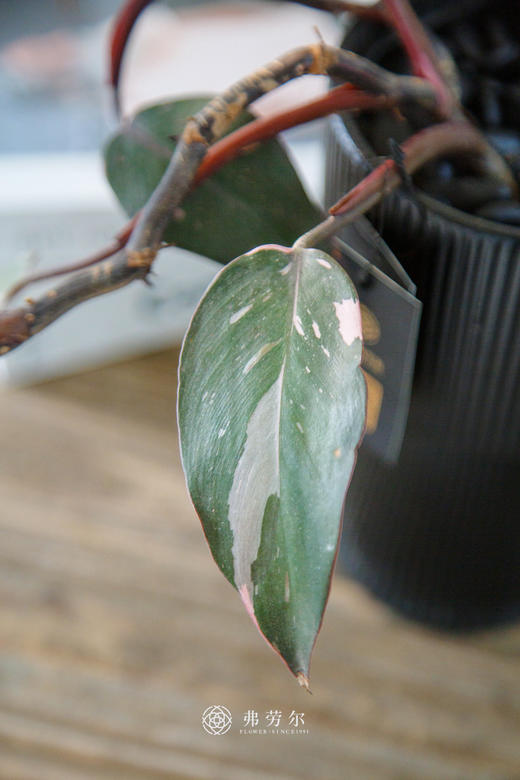 粉红女郎 商品图1