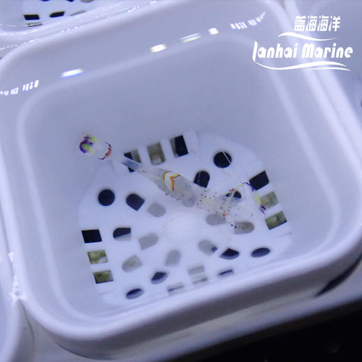 维纳斯仙女虾 商品图1