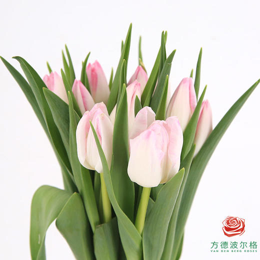 【进口郁金香】 头等舱（粉色单瓣）10枝/扎（长度：35cm） 商品图0