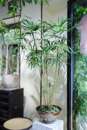 金山棕竹（大）