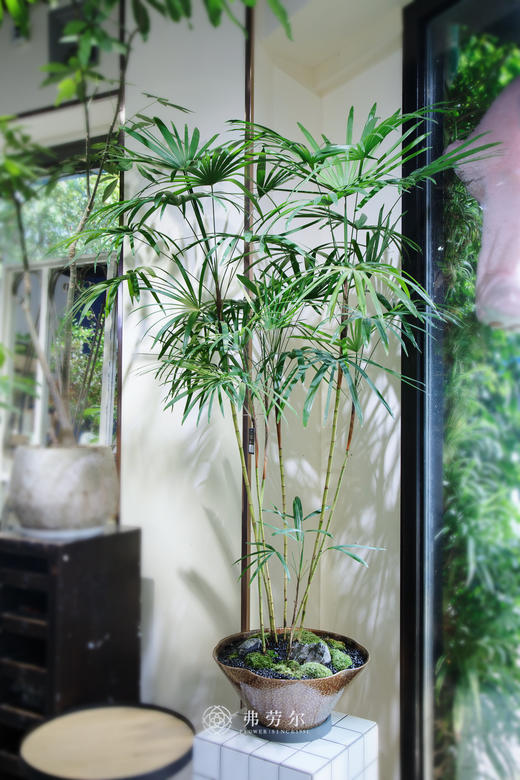 金山棕竹（大） 商品图0