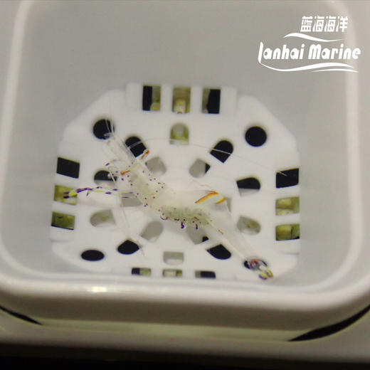 维纳斯仙女虾 商品图2