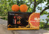 秭归伦晚脐橙-带箱10斤家庭装-（包邮） 【水果】-ZY 商品缩略图2