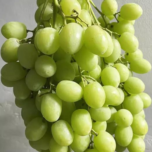 进口青提 约500g /份 商品图2