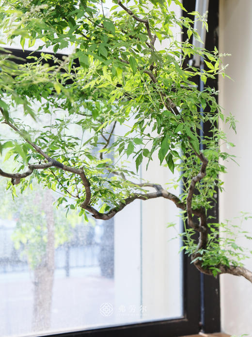 造型海岛黄荆 商品图2