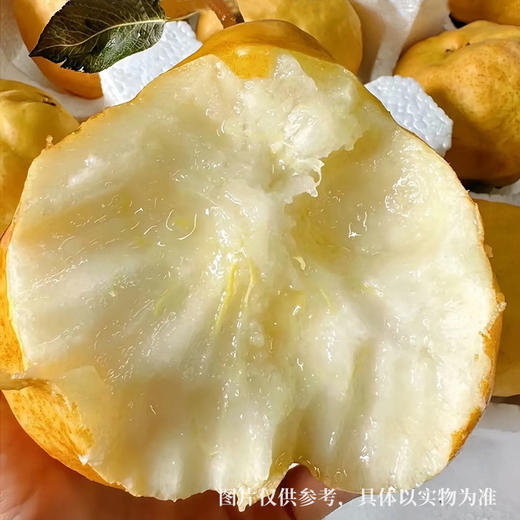 不能硬来的中华丑梨 软了用勺挖着吃   外表丑丑  口感绵密多汁 越软越甜 甘甜可口 沁人心脾 商品图2