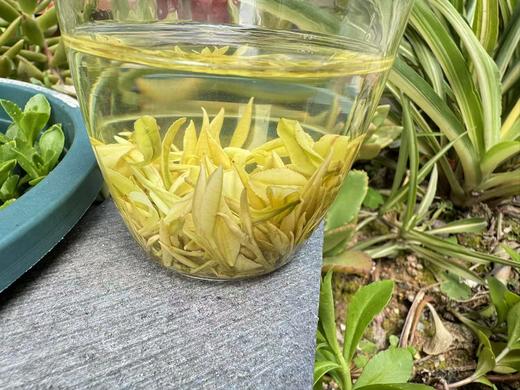 2025春 很仙很特别  黄金芽  里黄杜  别人没有的特殊嫁接方式  50克 商品图5