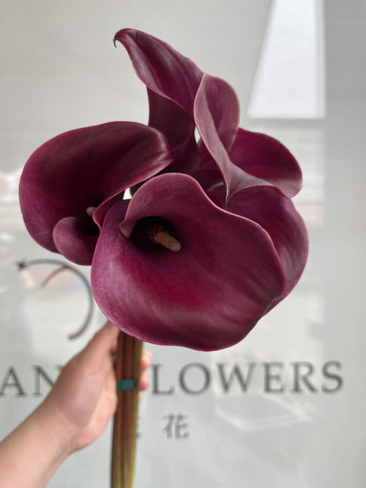 国产花材-【马蹄莲】红色魅力 商品图0