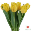 【进口郁金香】 黄色系（黄色单瓣）10枝/扎（长度：35cm） 商品缩略图1