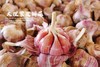 新鲜现挖！大理【紫皮分瓣蒜】 高山种植 味浓辛辣 蒜汁充沛 当季鲜采 增味提鲜 比普通白蒜更香！花青素满满！ 商品缩略图2