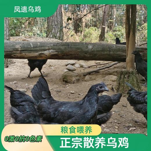 凤遗乌鸡4斤左右/只   土生散养乌鸡  肉质紧实  药食同源中药材辅助粮食喂养 商品图3