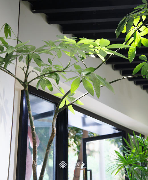 造型发财树（小） 商品图2