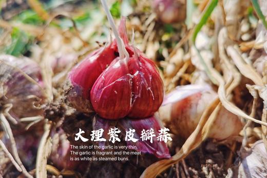 新鲜现挖！大理【紫皮分瓣蒜】 高山种植 味浓辛辣 蒜汁充沛 当季鲜采 增味提鲜 比普通白蒜更香！花青素满满！ 商品图1