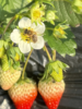 【限时福利59.99元/箱】【鸿翠园有机草莓】 商品缩略图12