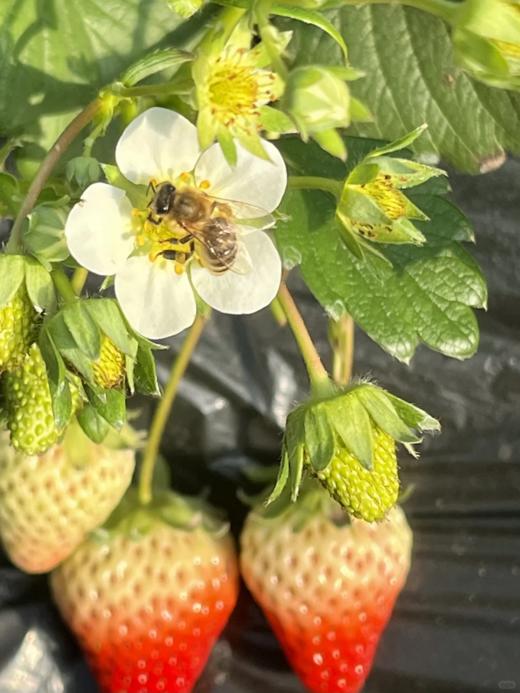 【限时福利59.99元/箱】【鸿翠园有机草莓】 商品图12