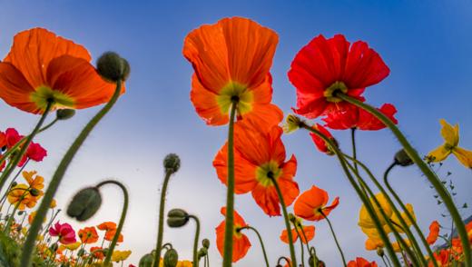 免费公益课程！4.22【花影拾光】拍花技巧揭秘，仅限30位 商品图0