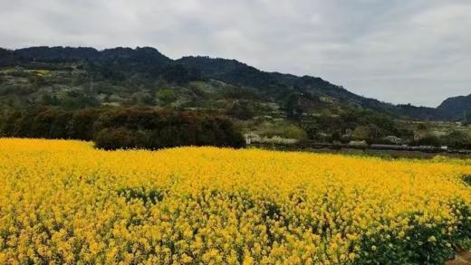 【峨眉山花间观山月·私汤周末不加价】成都自驾1.5h到达仅￥199起抢湖景大床/LOFT/双卧/三卧房！享高铁站接/送一次，超长有效期到年底！ 商品图6