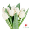 【进口郁金香】 银元（白色单瓣）10枝/扎（长度：35cm） 商品缩略图1