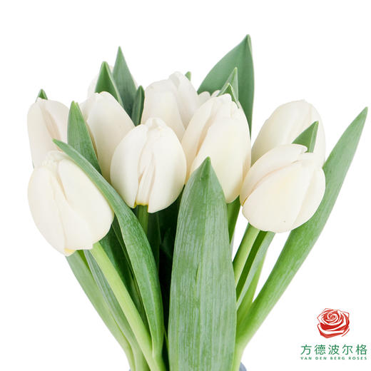 【进口郁金香】 银元（白色单瓣）10枝/扎（长度：35cm） 商品图1