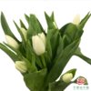 【进口郁金香】 维珍（白色单瓣）10枝/扎（长度：35cm） 商品缩略图4
