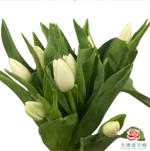 【进口郁金香】 维珍（白色单瓣）10枝/扎（长度：35cm） 商品图4