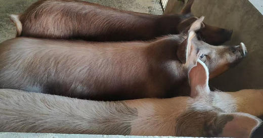 【预售】有机食蔬溜达猪肉 商品图10