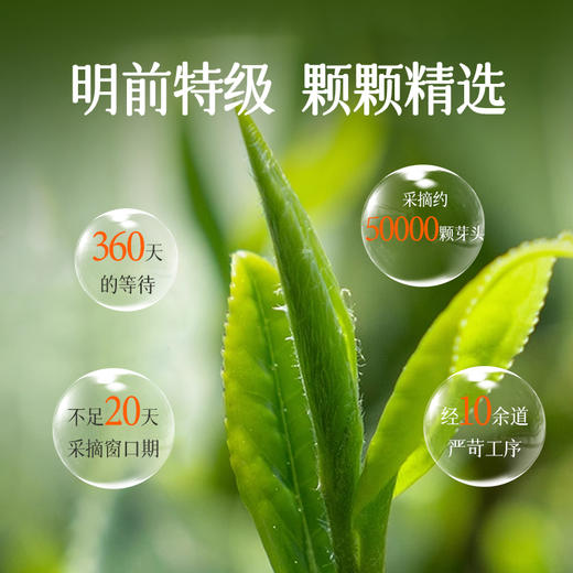 【2026新茶】龙井茶明前特级精选绿茶开园头采春茶200g高档礼盒装 CM 商品图4