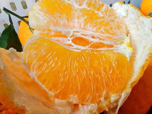 生态丹棱不知火丑柑 5斤【基地直发】 商品图2