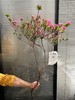 稀有小众花材杜鹃花鲜切枝条1支 商品缩略图4