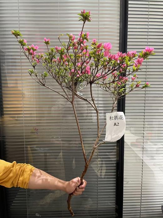稀有小众花材杜鹃花鲜切枝条1支 商品图4