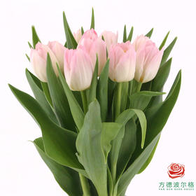 【进口郁金香】 王朝粉（粉色单瓣）10枝/扎（长度：35cm）
