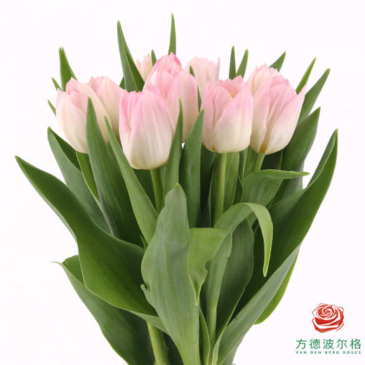 【进口郁金香】 王朝粉（粉色单瓣）10枝/扎（长度：35cm） 商品图0